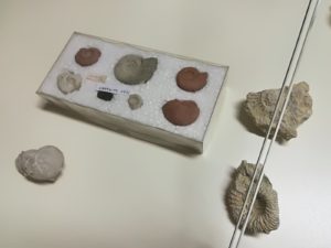 Mupa fossili
