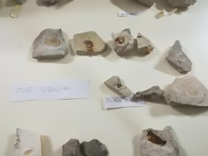 Mupa museo fossili