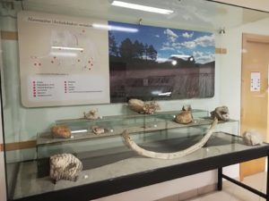 Mupa museo mammut