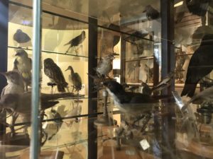 La collezione ornitologica Tommaso Salvadori